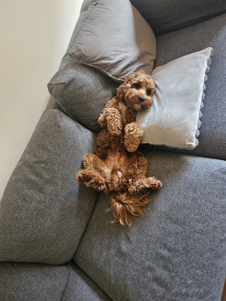WillyBob74's tweet photo. @rickygervais Buddy says hello 👋 https://t.co/cvELzgj95P