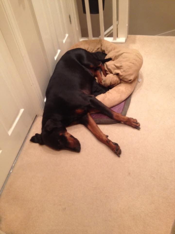 KevCawley's tweet image. A very happy heavenly 17th birthday big lad, #RFOTRB 🌈🐾💔 me and your mum miss you terribly we hope you have a beautiful peaceful day up there x #Treo #dadslad

You still truly are the best.