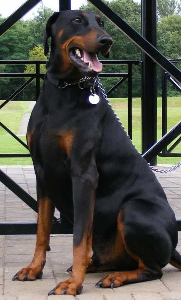 KevCawley's tweet image. A very happy heavenly 17th birthday big lad, #RFOTRB 🌈🐾💔 me and your mum miss you terribly we hope you have a beautiful peaceful day up there x #Treo #dadslad

You still truly are the best.