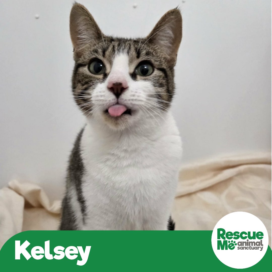 Someone looking for a cat said Kelsey wasn't very pretty ... This is what she thought of them 😂 We think your beautiful &amp; deserve a loving home to call your own. Call 07952017696 #ThankfulTuesday #Liverpool #Lioness #AdoptMe
