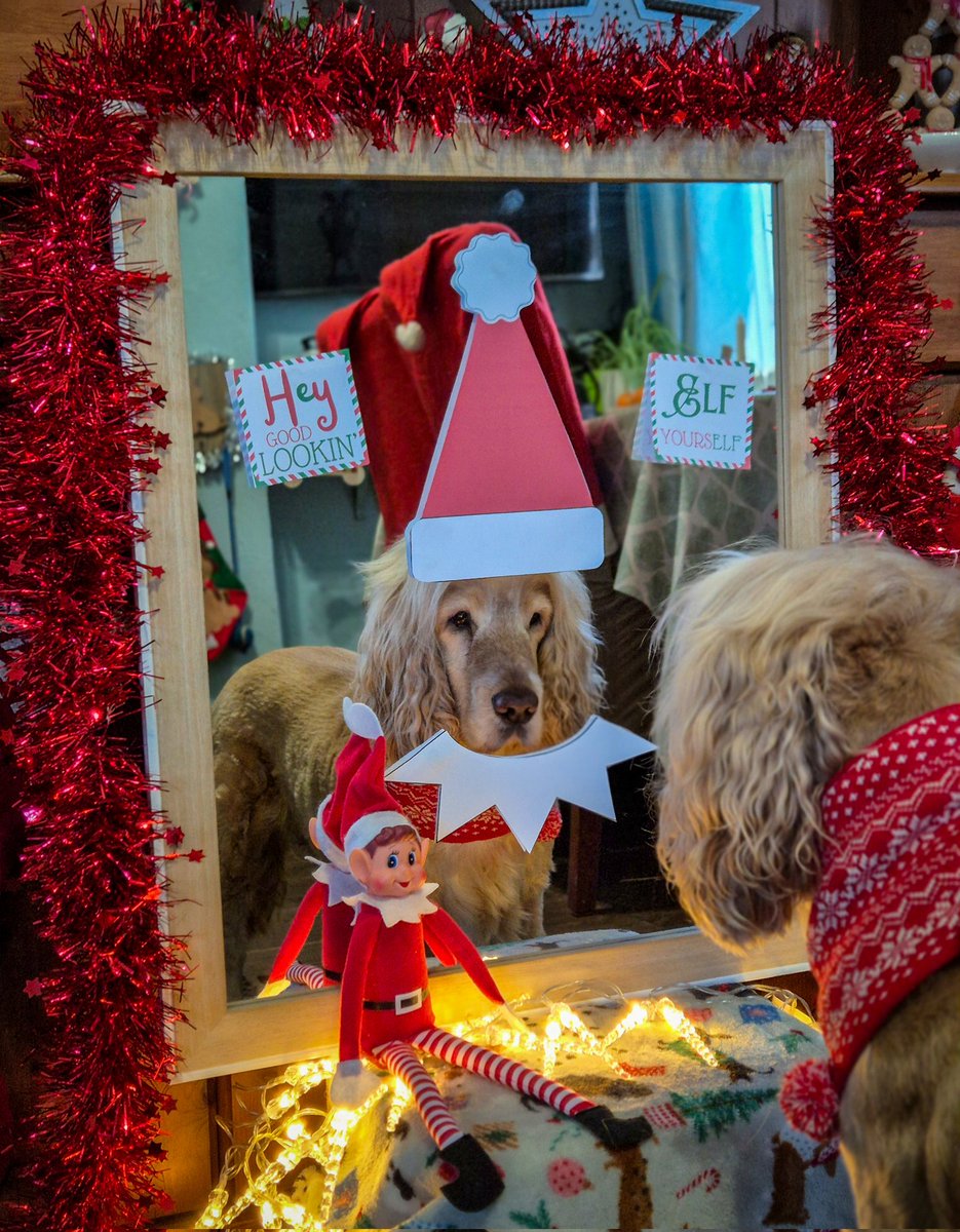 “Checked the mirror… apparently I’ve been promoted to Elf. I did NOT apply for this position! Naughty Elf!" <a href="/elfontheshelf/">elfontheshelf</a>
🙄🎅🤣🐶🐾❤️✨️😉

<a href="/HearingDogs/">Hearing Dogs for Deaf People</a> Albert 🐶🐾💙

#naughtyelf #hearingdogs #elfontheshelf