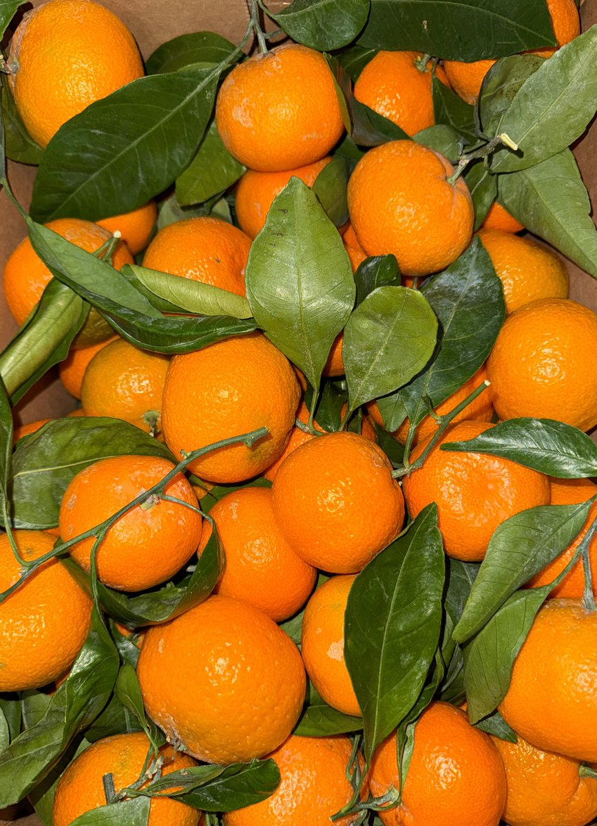 FreshForwardYEG's tweet photo. Fresh Arrivals! California Navel Oranges and Satsuma Mandarins have officially landed at Fresh Forward, signalling the start of peak citrus season. 🍊https://t.co/xb4Y3LyKu4 https://t.co/dgwzR2Fuxa