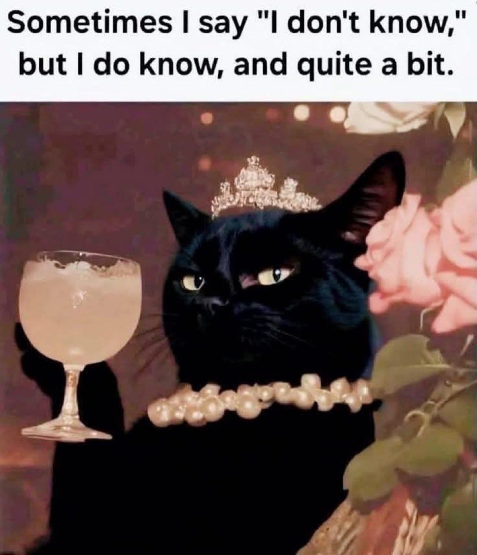 iamcatdagreat's tweet image. 