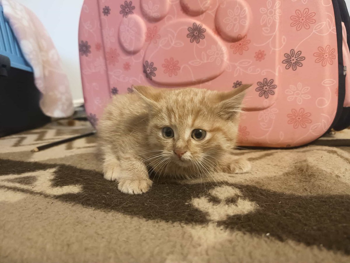 Ostatni dzień zbiórki!
Pomożecie zakończyć?

Brakuje 540 zł 💔 

Proszę wesprzyjcie, podajcie dalej!

ratujemyzwierzaki.pl/kocieta-spid-s…