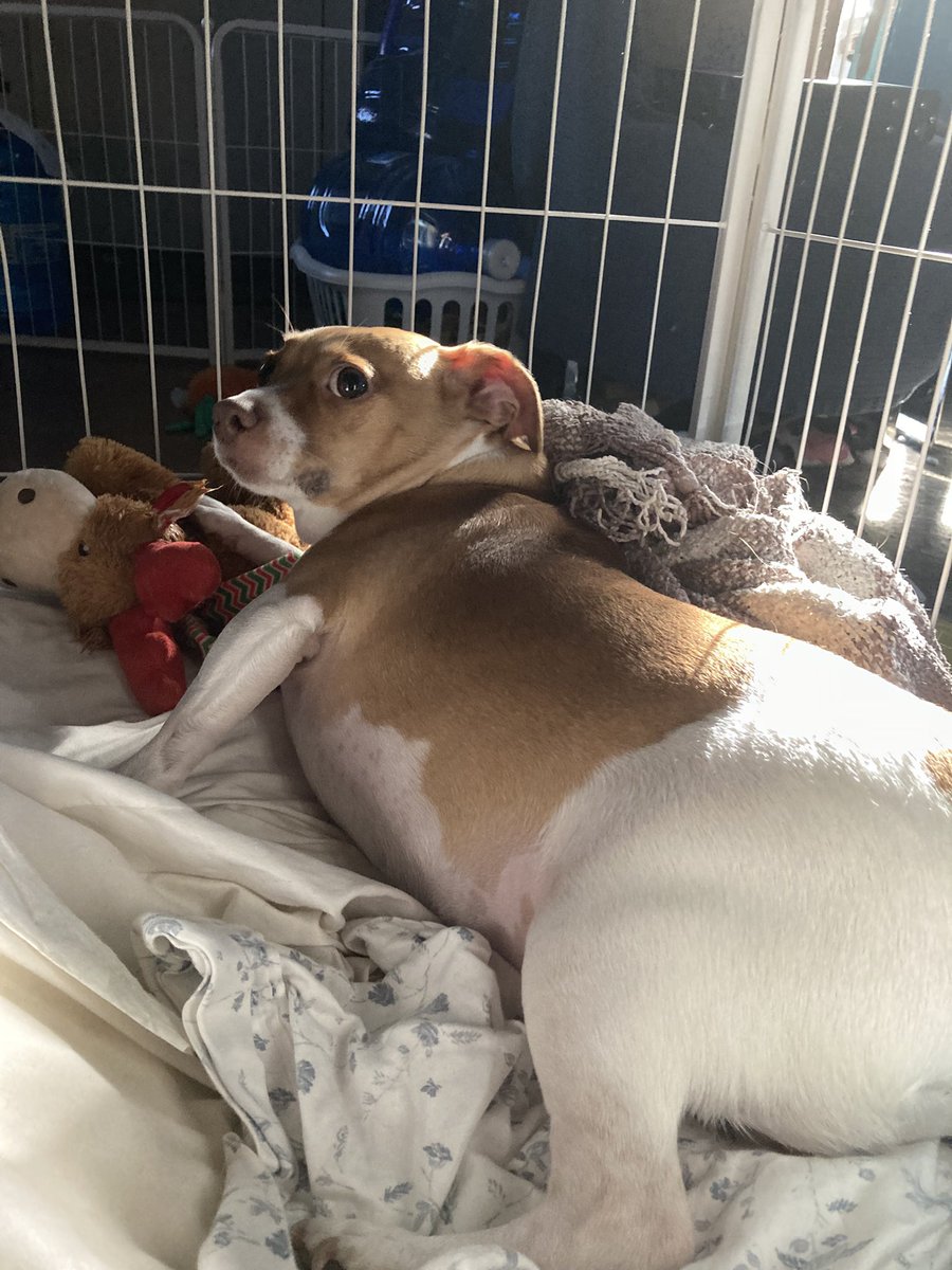 LIVE with Destiny 2 Renegades (sorry) twitch.tv/dasnowmanz