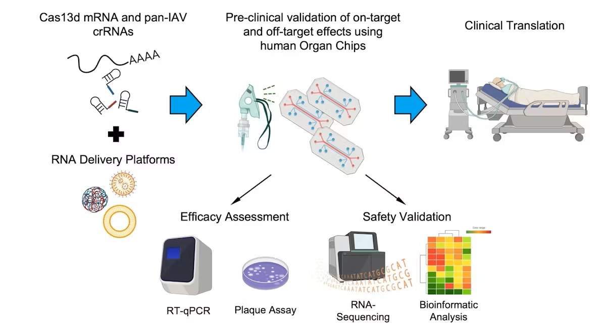BiomatNet's tweet image. News
Human Organ Chip technology sets stage for pan-influenza A CRISPR RNA therapies
wyss.harvard.edu/news/human-org…
#news #science 
#bioengineering #biomaterials #biomedical #biotechnology #cells #CRISPR #labonachip #nanoparticles #organonachip #polymers #RNAtherapy #tissueengineering