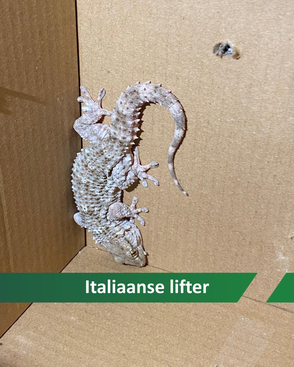 Deze muurgekko had grootse plannen! Normaal leeft hij in het Middellandse Zeegebied, maar hij besloot mee op reis te gaan met de buren van de melder, rechtstreeks uit Italië! We hebben hem veilig opgehaald en naar de reptielenopvang gebracht, waar hij nu lekker kan bijkomen.