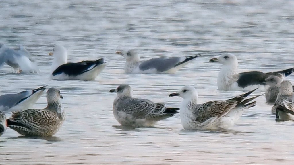 The White Falcon 💙 tweet media