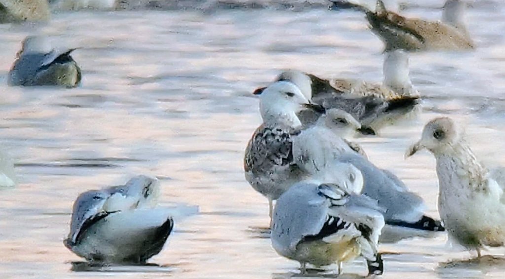 The White Falcon 💙 tweet media