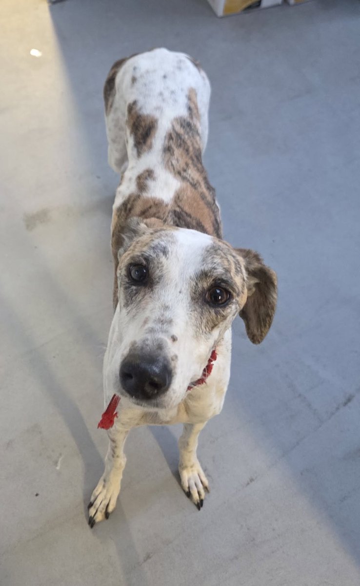 Please retweet to help find the owner or a rescue shelter space for this stray/abandoned dog found #COVENTRY #UK - Now in a council pound!
FOUND DOG: Female
AREA FOUND: Aldermans Green Industrial Estate
STRAY DOG NUMBER: 217/25
IF THIS IS YOUR DOG PLEASE CONTACT COVENTRY DOG