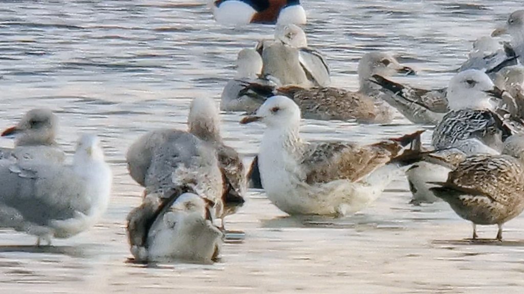 The White Falcon 💙 tweet media