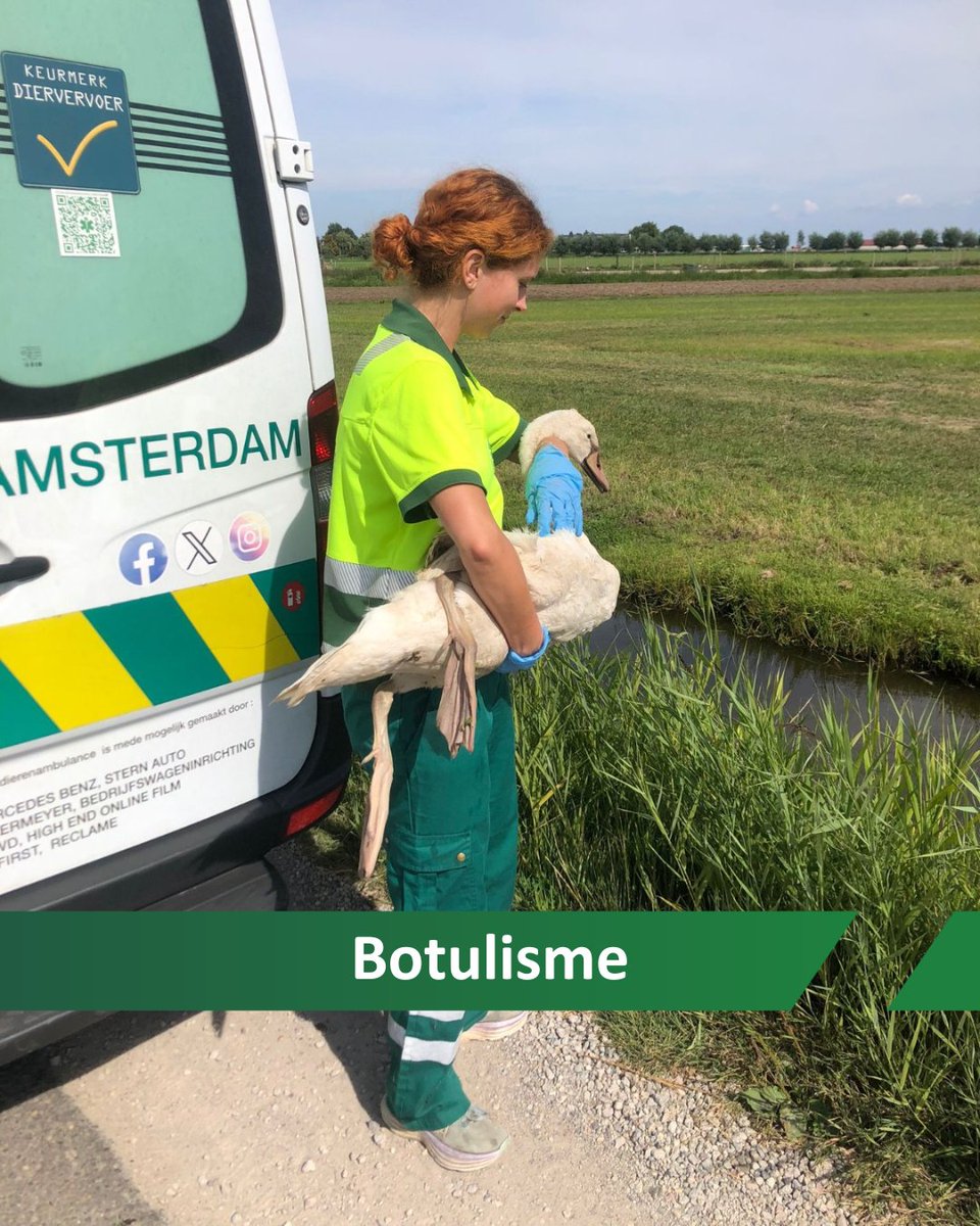 Deze zwaan met botulisme hebben we uit de sloot gevist en is naar De Toevlucht gebracht om door te spoelen. Botulisme komt vaak voor in stilstaand water en is te herkennen aan: slappe nek/vleugels, bewegingsproblemen en sloomheid. Meld een vogel met deze symptomen altijd bij ons.