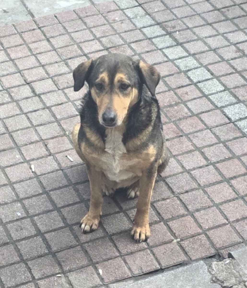 Tumyad4's tweet photo. Şu anne köpek ve babaları derneğin önünden ayrılmazdı, patiliköy şikayet etti aldırdı, haftalarca yazdım, ördek, kaz duyarı kasan hayvanseverlerin niye sesi çıkmadı? Bunlar can değilmiydi? 

En sağdaki babaları muhtemelen yasaklı ırk diye öldürüldü,  tekrar uyarıyorum, hırsız patiliköy duyarı kasıp sayfama gelmeyin, kalbinizi fena kırarım, topunuz ağlak yalaka, iki yüzlüsünüz, asla hayvansever değilsiniz, iki paket mamaya ruhunuzu satarsınız, dalkavuklar bu sayfadan uzak dursun, sadece şu köpekler için patiliköye olan kinim asla bitmez.

Patiliköy için yazan herkes nazarımda onun gibi hırsızdur, yazan olursa aynı tarifeyi uygularım.
