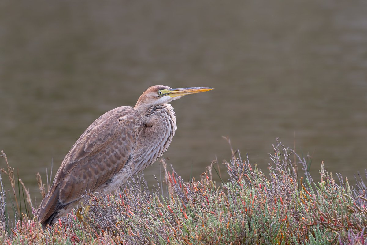 Thanasis Tsafonis tweet media