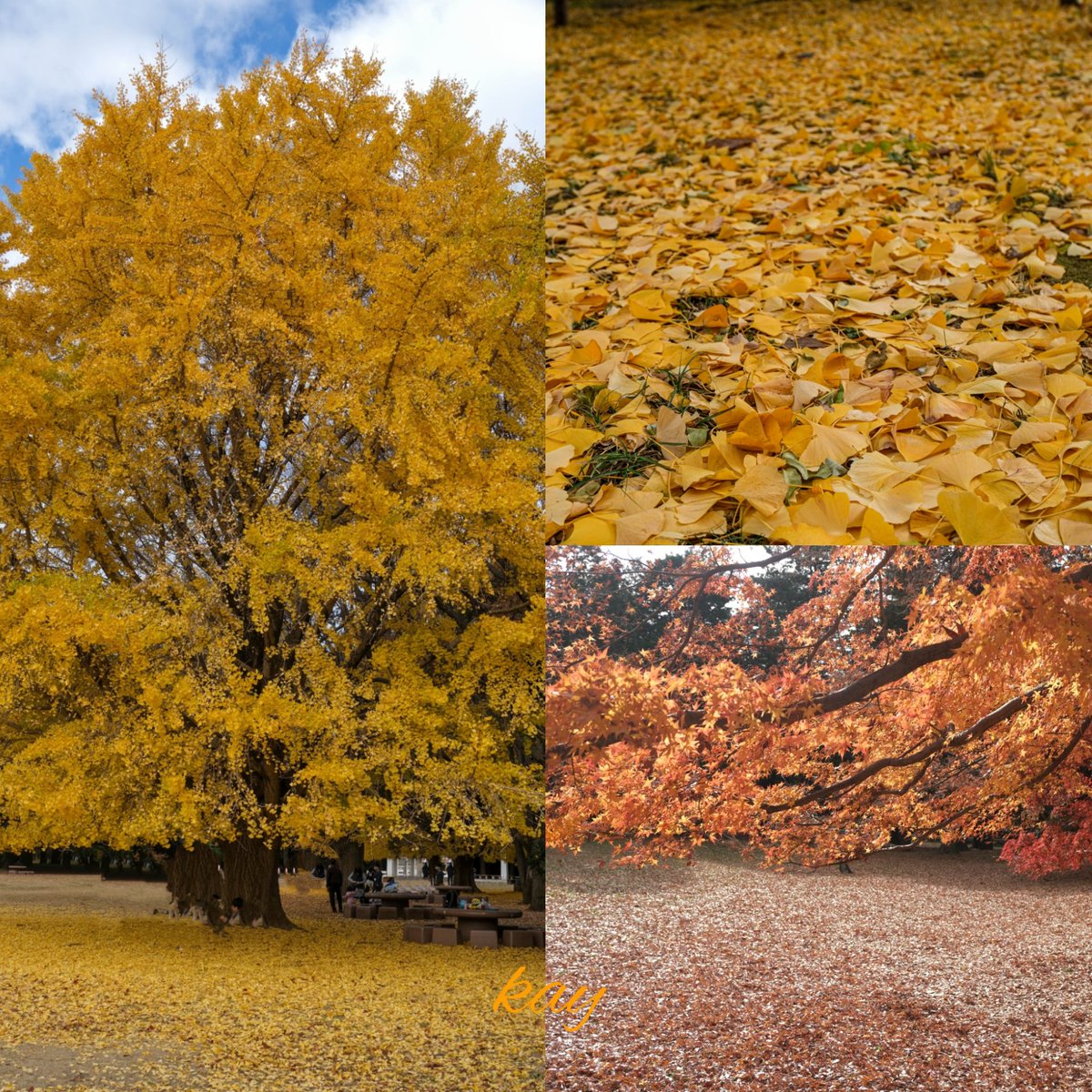 おはようございます😃
何時も有り難うございます🎵

今日は、#光が丘公園 から #紅葉 です。

銀杏の大樹の紅葉が見頃でした。
しかし、名物の銀杏並木はかなり散っていて今年は撮れませんでした。

穏やかな水曜日を!
今日も宜しく😃✌️