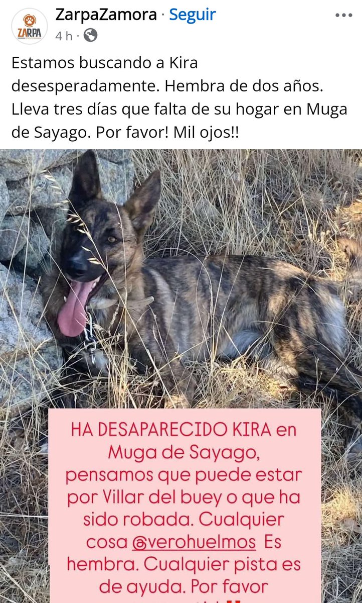 facebook.com/share/p/1EGxhy…

Se busca a Kira desdesperadamente. Desaparecida en #MugadeSayago #Zamora. Puede haber sido robada. 
✉️ Zarpa Zamora