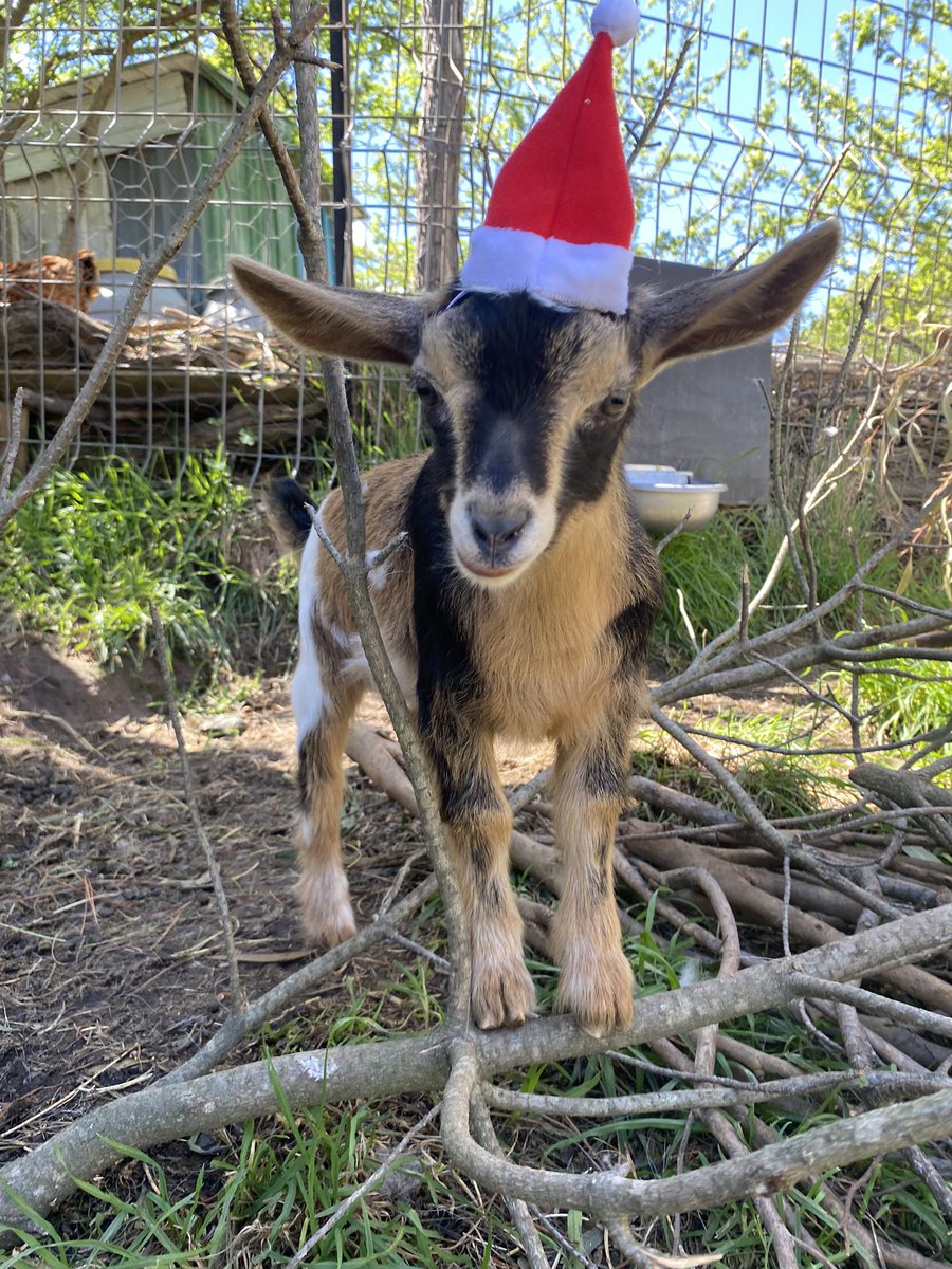 BABYGOATS_Sol's tweet photo. @ScrimpFryRi @arbitrum Gm! https://t.co/45KwFqNtQO