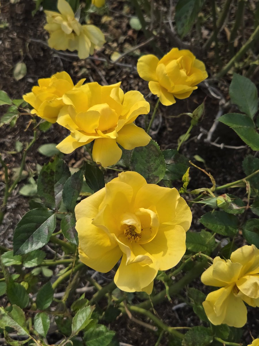 344koba's tweet image. おはようございます！+4793
Good Morning my friends！
『#サプライズ』#Suprise 

今日も薔薇をお届け♪ (2025.12.2撮影) 

ふんわり半八重の黄色に癒されます🌹
名前は「驚き・喜び」の意味を持つ
見た瞬間にパッと明るく心が驚きます！ 

Germany Kordes 1993年作出
#大野町バラ公園 にて