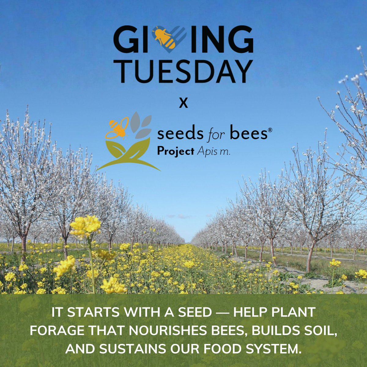 ProjectApism's tweet image. 🐝 It’s #GivingTuesday! Seeds for Bees® helps growers plant cover crops that feed bees and build healthy soil on 130,000+ acres. Your gift today helps plant the next wave and sustain our food system. 🌱 secure.qgiv.com/for/ocpvxp/

#SeedsForBees #ProjectApisM