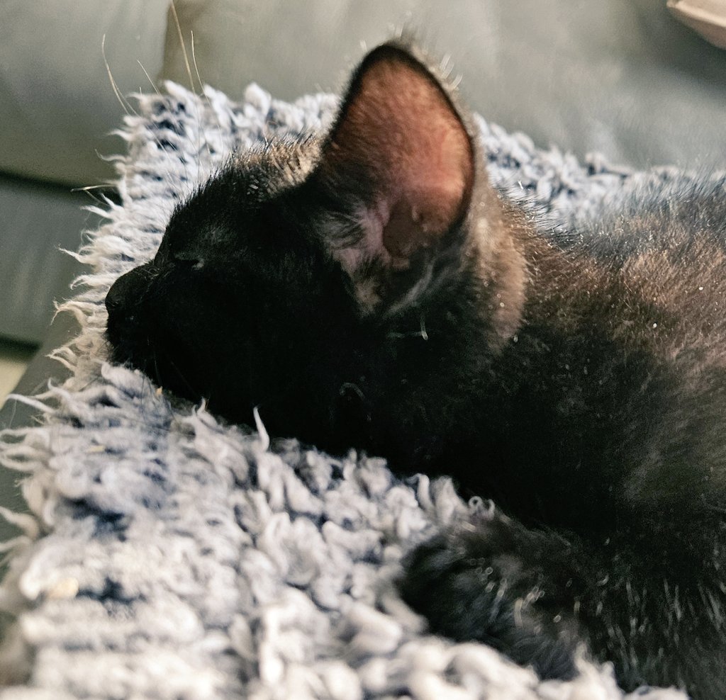 LilyRusty1's tweet image. 🖤❤️🐈‍⬛️ Goodnight to all my fur friends sweet dreams 💤 love from Mia 🐈‍⬛️❤️🖤

#CatsOfTwitter #CatsOnTwitter #Cat #cats #CatsAreFamily