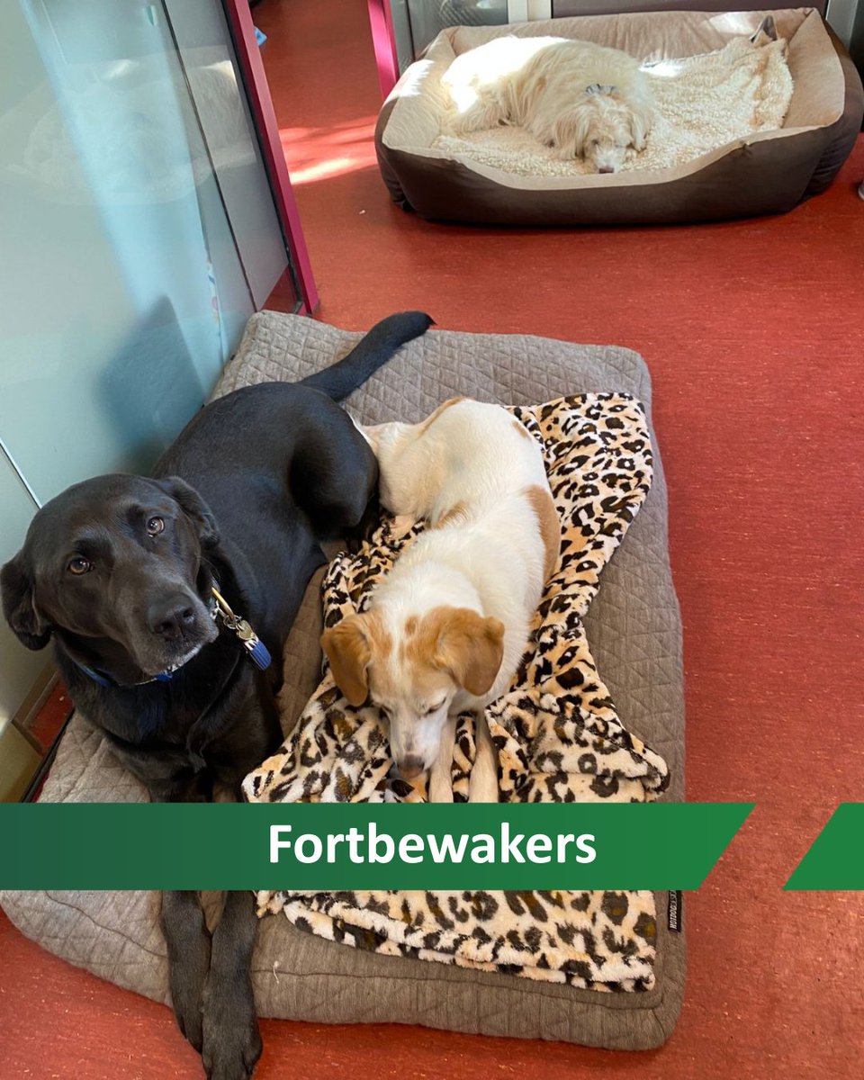Bij de Dierenambulance werken niet alleen mensen hard. Onze viervoeters zorgen voor gezelschap, ontspanning én een beetje bewaking van het fort!
