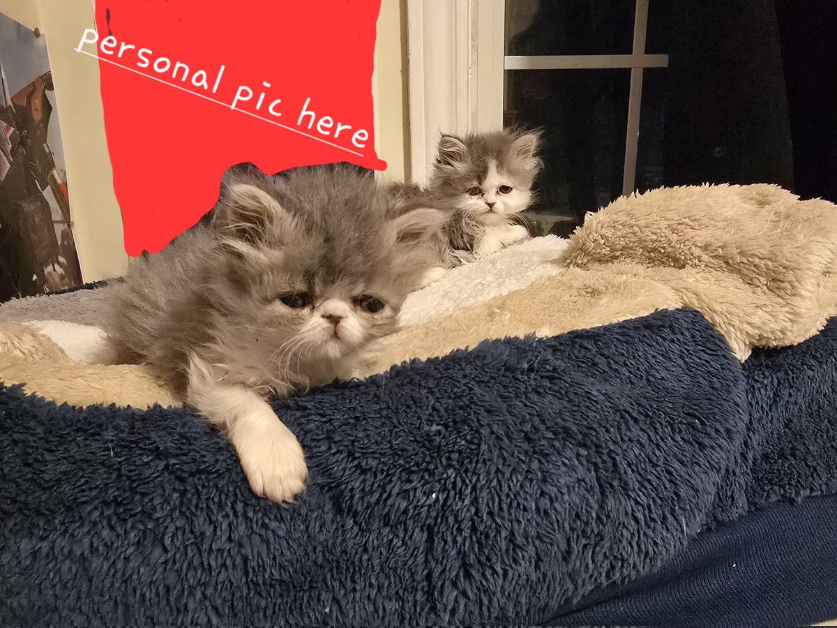 FallenExoArts's tweet photo. My foster babies are getting big 😭 stop growing https://t.co/hXw9TtbY9m
