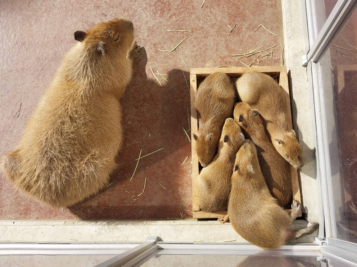 けろけろ (@capyanimal) / Posts / X