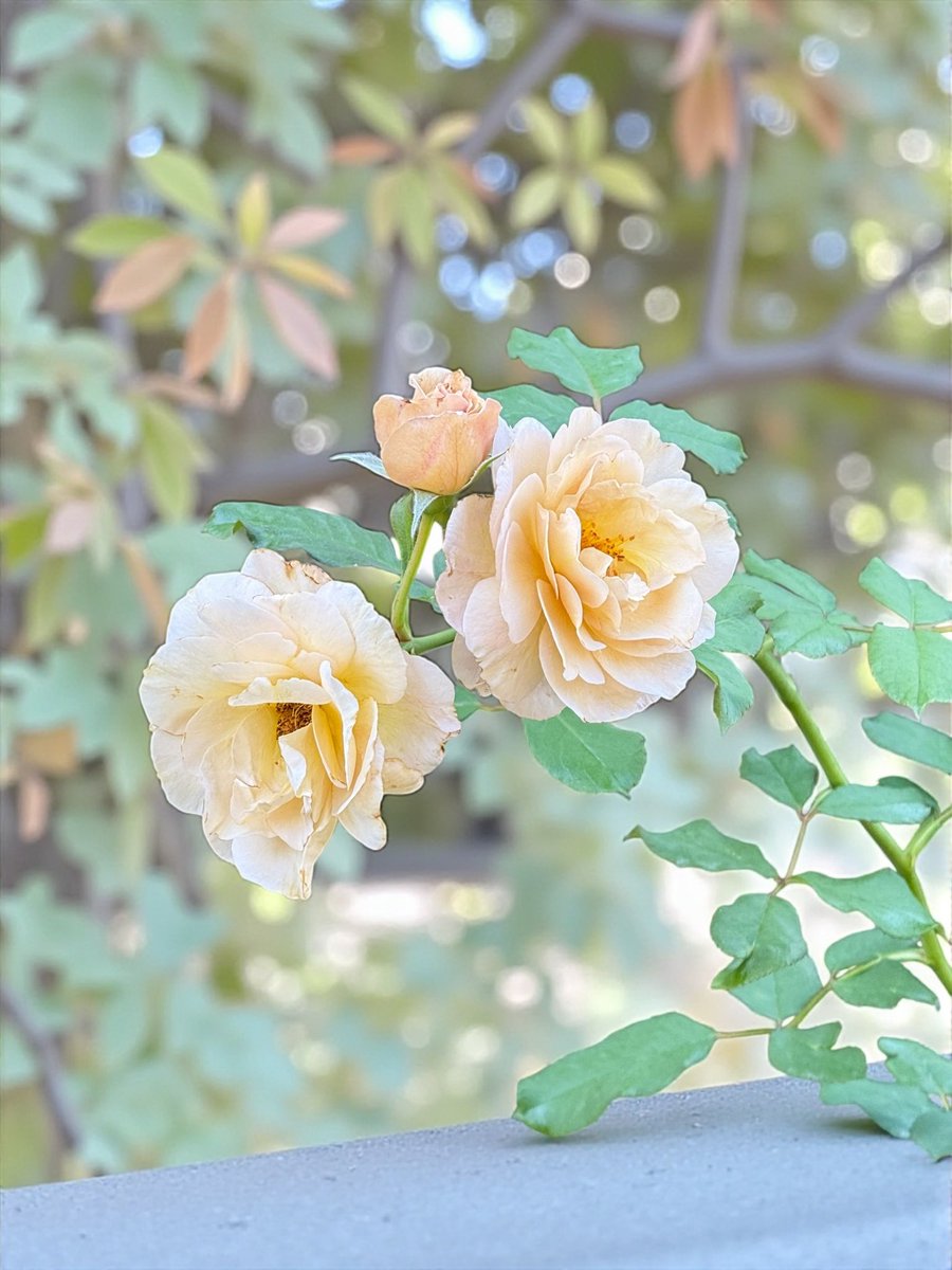 エイシンフラッシュ 引退記念フラッグと写真　その他色々 エイシンフラッシュ 引退記念フラッグと写真 その他色々 エイシン