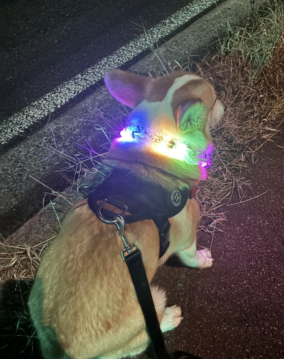 fuwafuwamirach's tweet image. おはようございます☀️
このフォルムがたまらない。
#コーギー  #corgi  #コーギーのいる暮らし