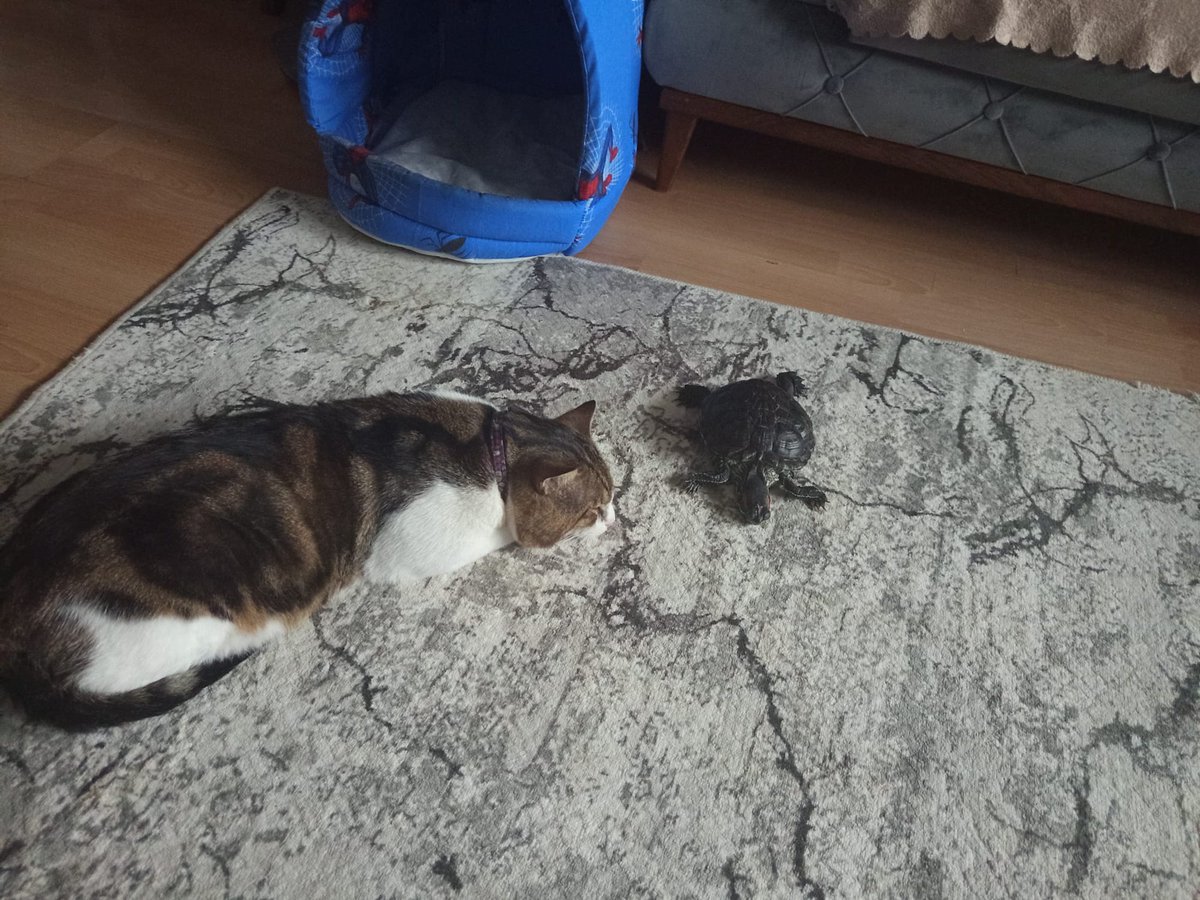 15 yaşımda lise 1 e giderken aldığım sevimli kaplumbağam 16 yıllık yaşamının ardından hayata veda ettim Çok üzgünüm evladım #Bıdırım