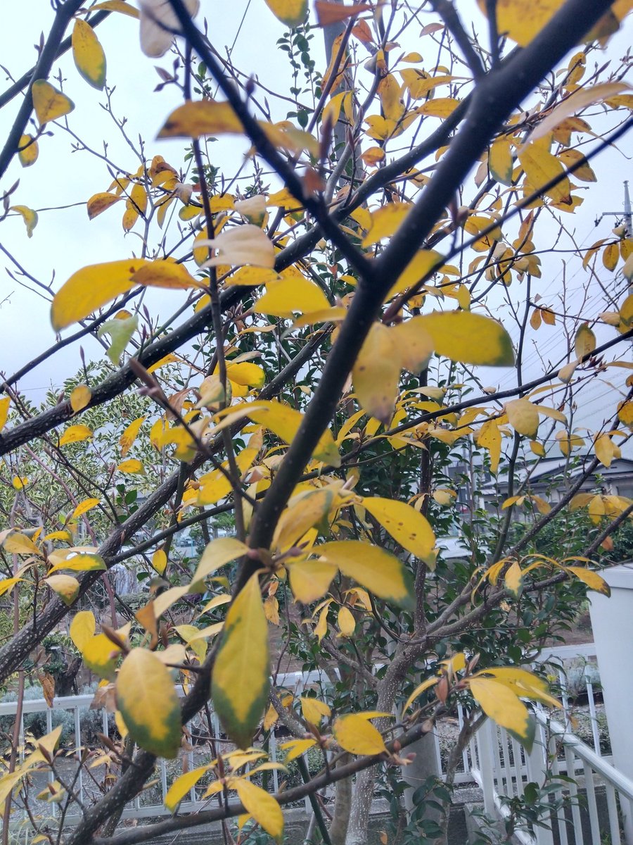 buchi6865's tweet photo. 12月3日  クロモジも紅葉しています。葉が落ちすぎですが
＃クロモジ https://t.co/3xF7jeKQJZ