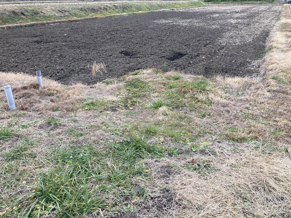 農業：今日の田んぼの様子