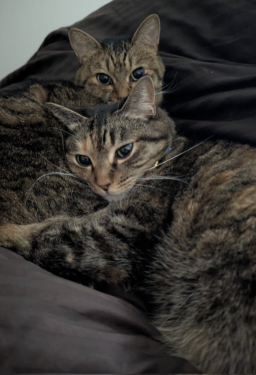 PEKO (@ab_peko) / Highlights / X