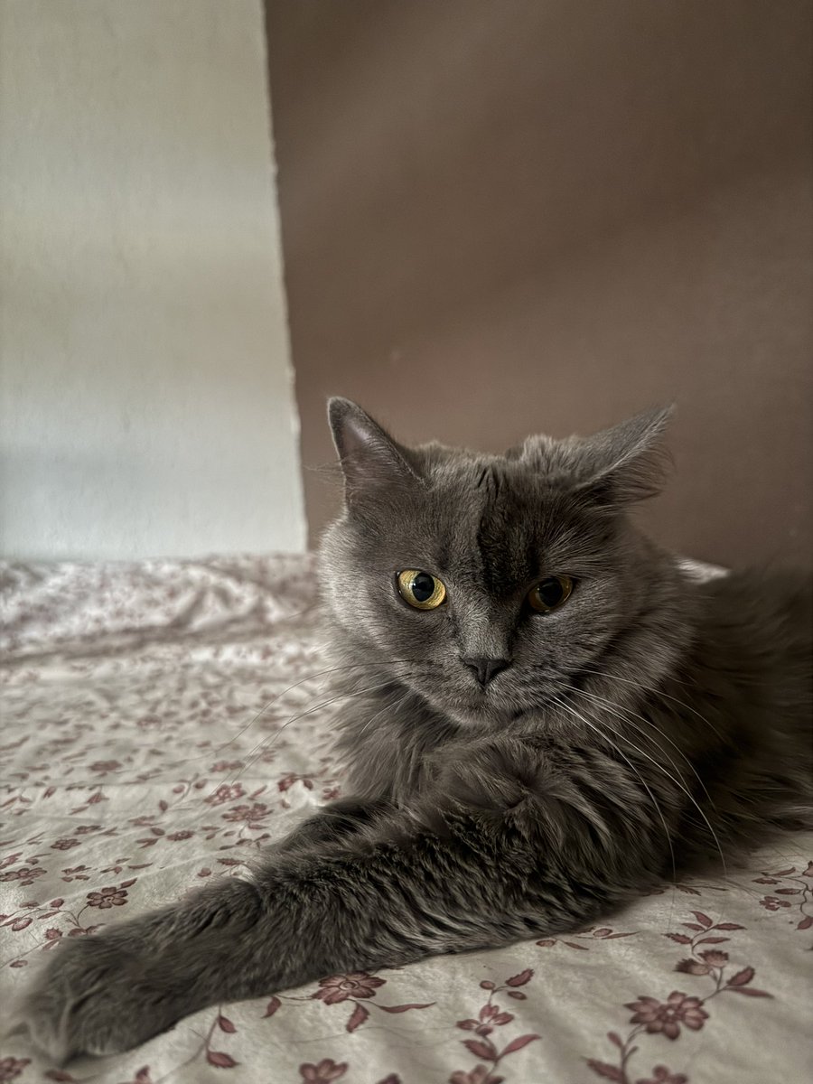 _dariio's tweet image. una gata fotogenica