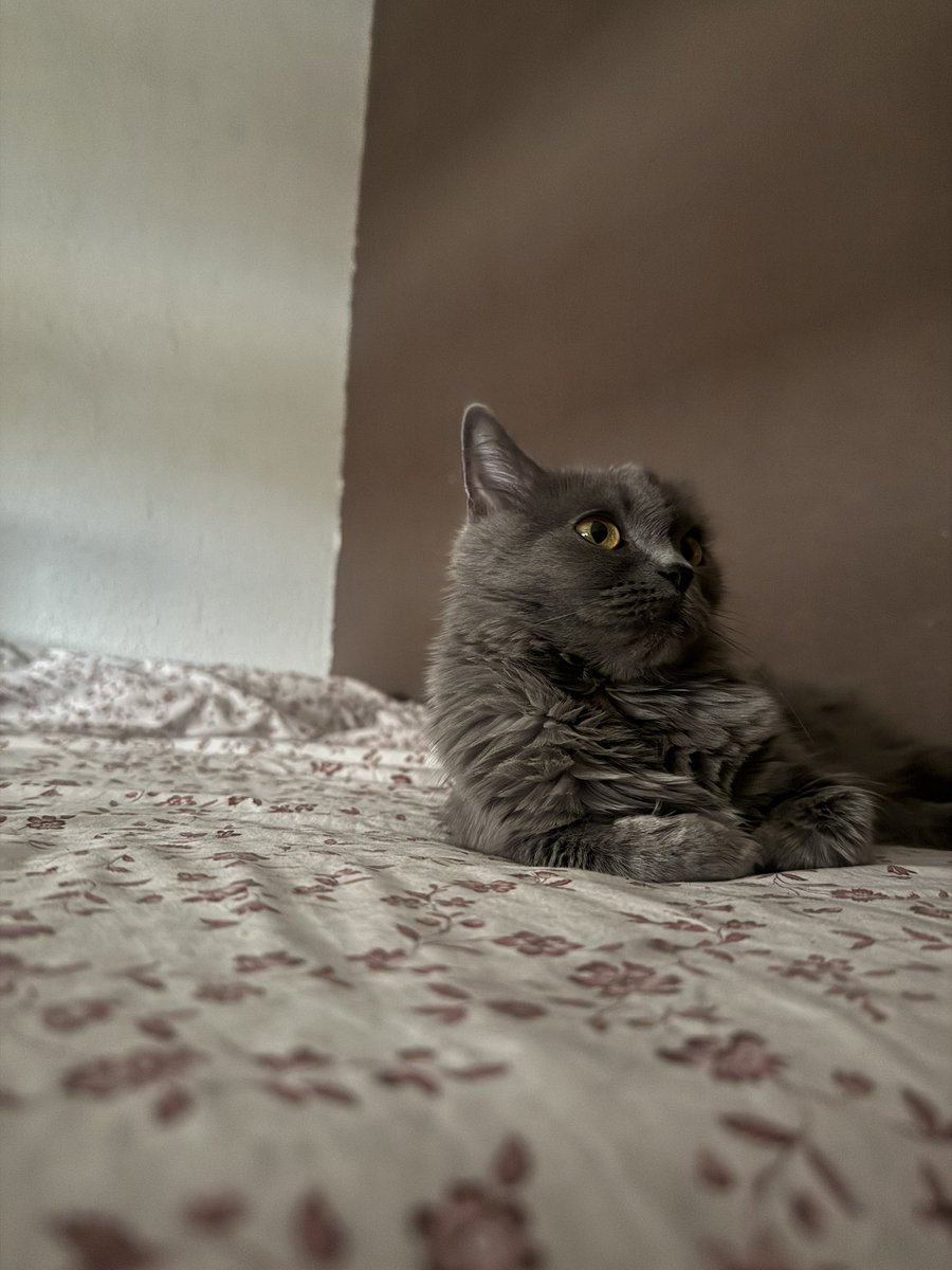 _dariio's tweet image. una gata fotogenica