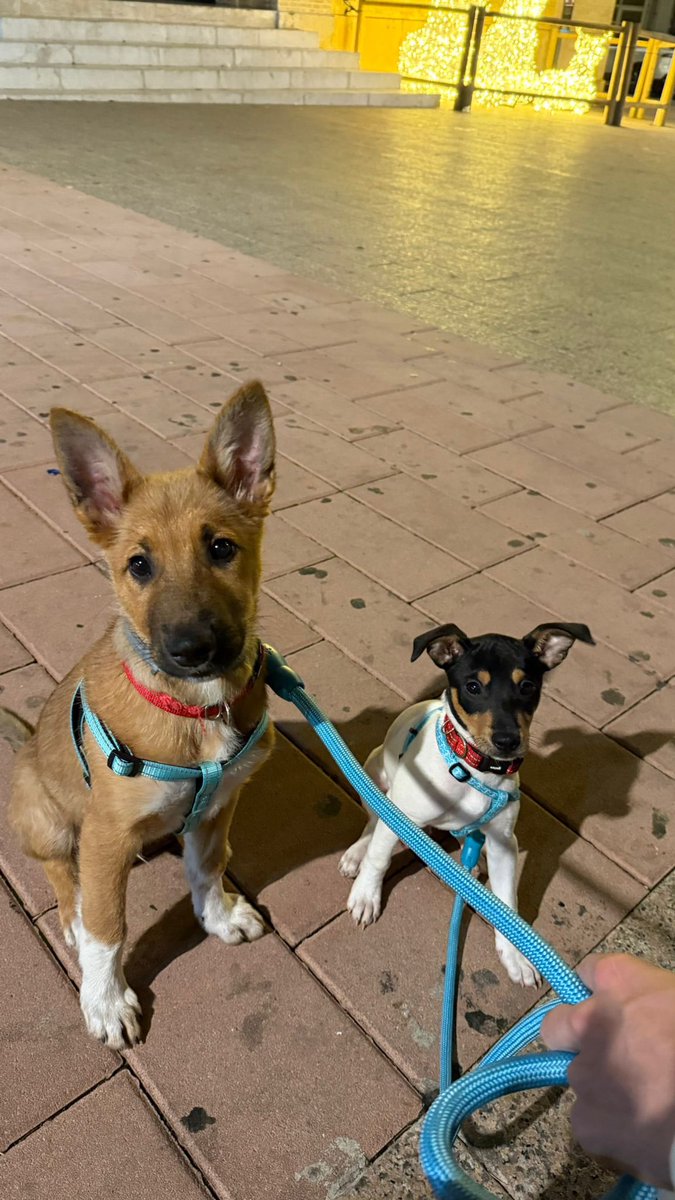 Nicolasdm19's tweet photo. El amor de vuestra mirada solo existe en algunos ojos…🫶🏼🐾 https://t.co/ehqVNfG9o4