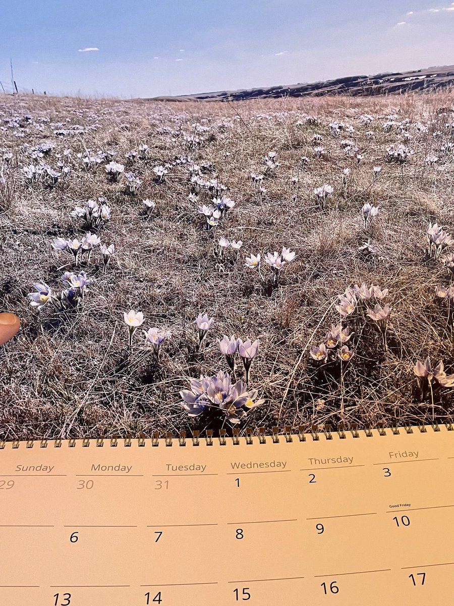 Christmas 🎄 calender season for 🐦📷 customers 

I don’t wanna brag …. But may be some of my best work yet 😁😅😍