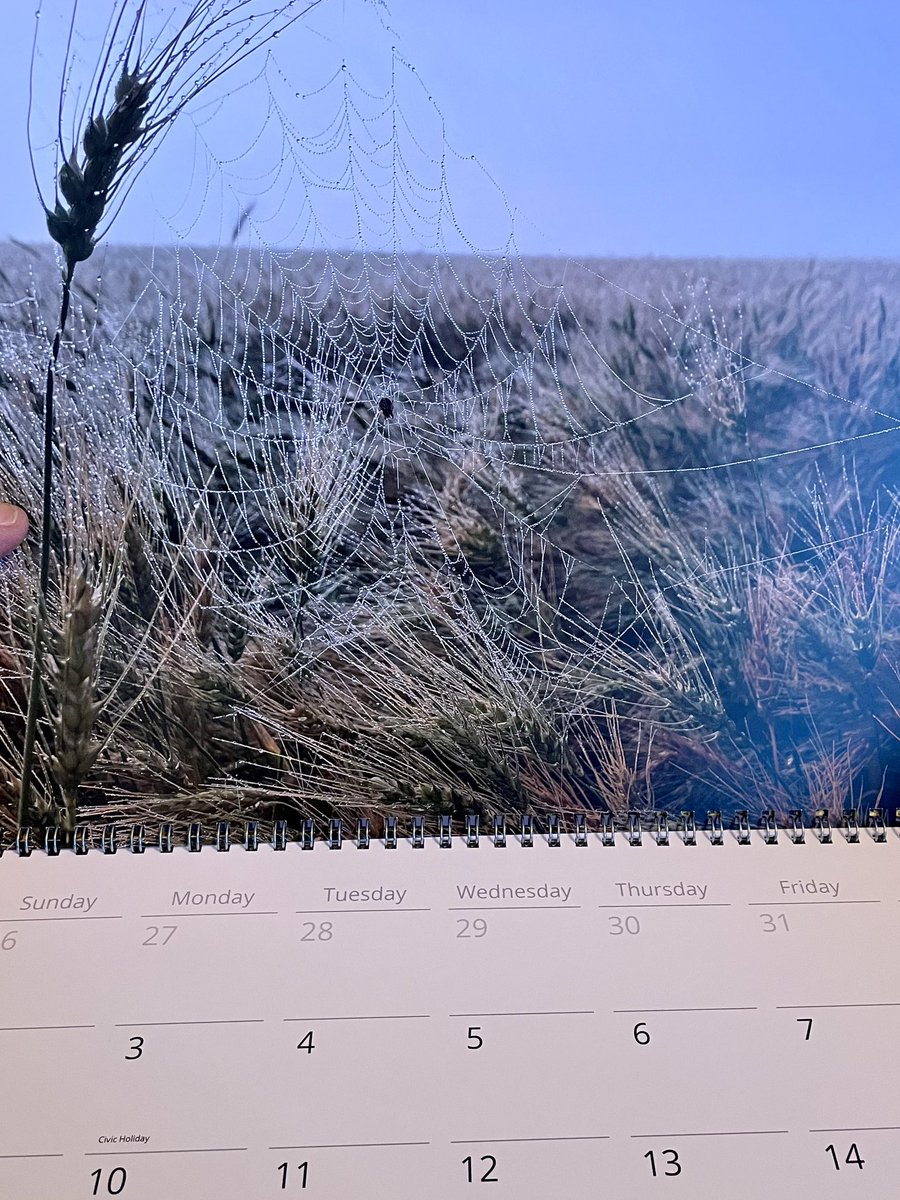 bscomet22's tweet image. Christmas 🎄 calender season for 🐦📷 customers 

I don’t wanna brag …. But may be some of my best work yet 😁😅😍