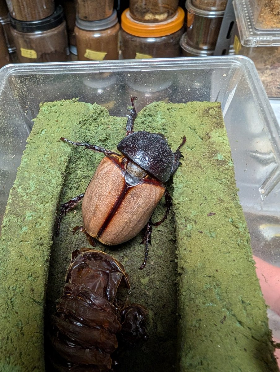 虫の兄ちゃん@兜鍬武蔵 (@anchan_kabukuwa) / Posts / X