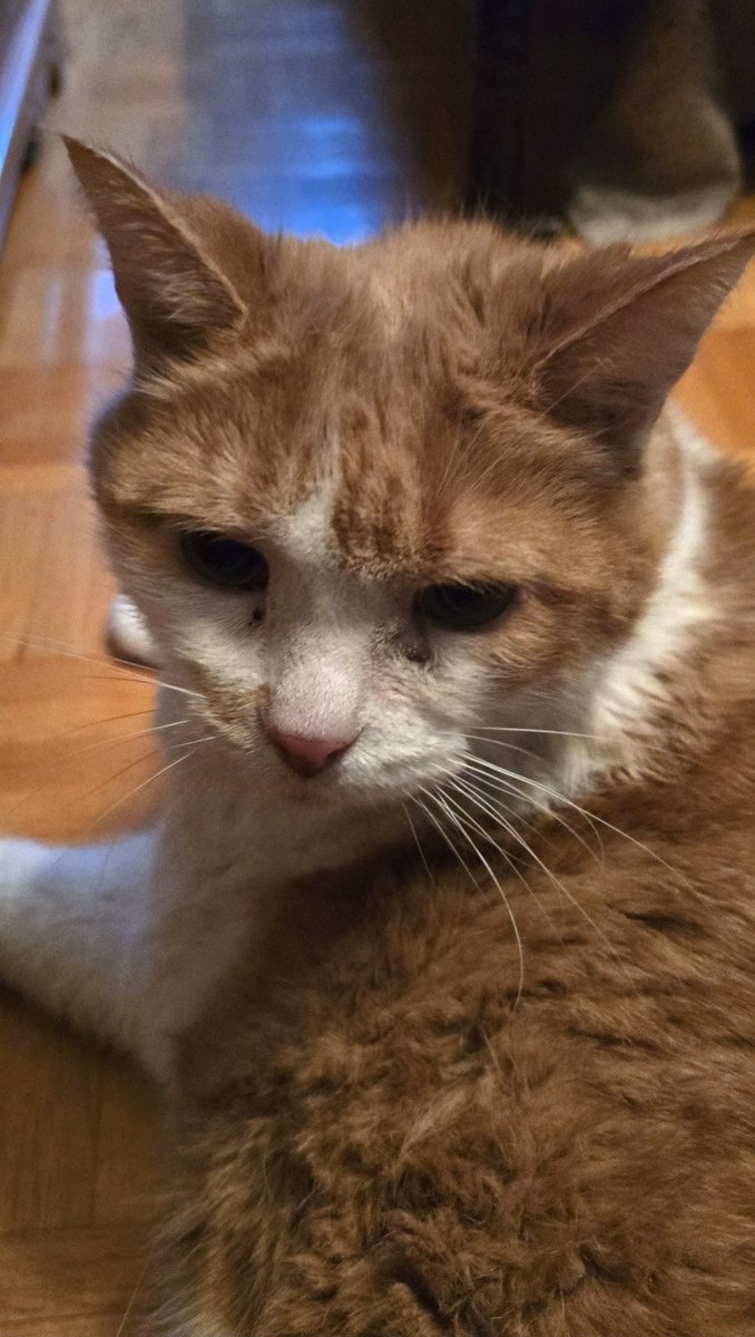 James Cat tweet media