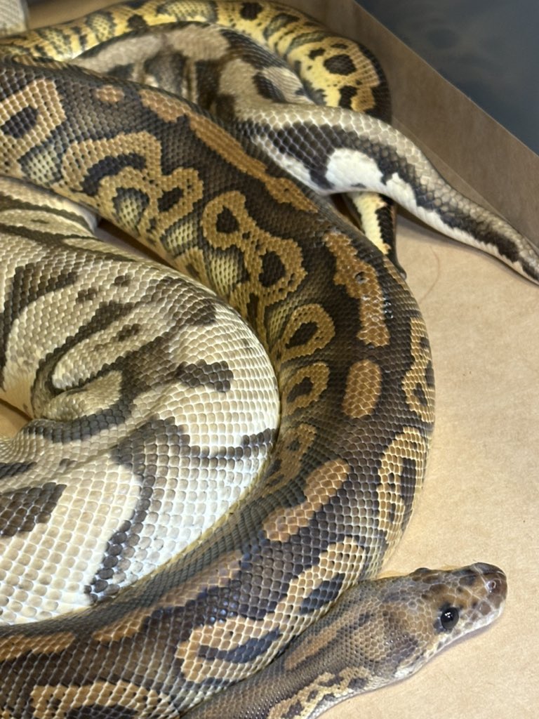 Dnasty0014Y3l's tweet image. #BallPython
#ボールパイソン