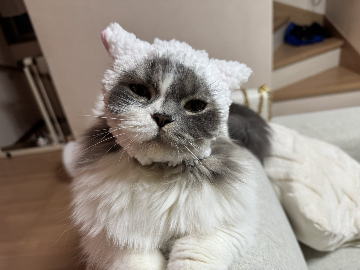 しらすがよく誰もいないところに向かって立ち上がってゆっくり手招きするんだけど絶対何か見えてるよね？
何かいるよね？