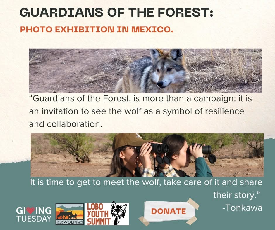 GC Wolf Recovery tweet media