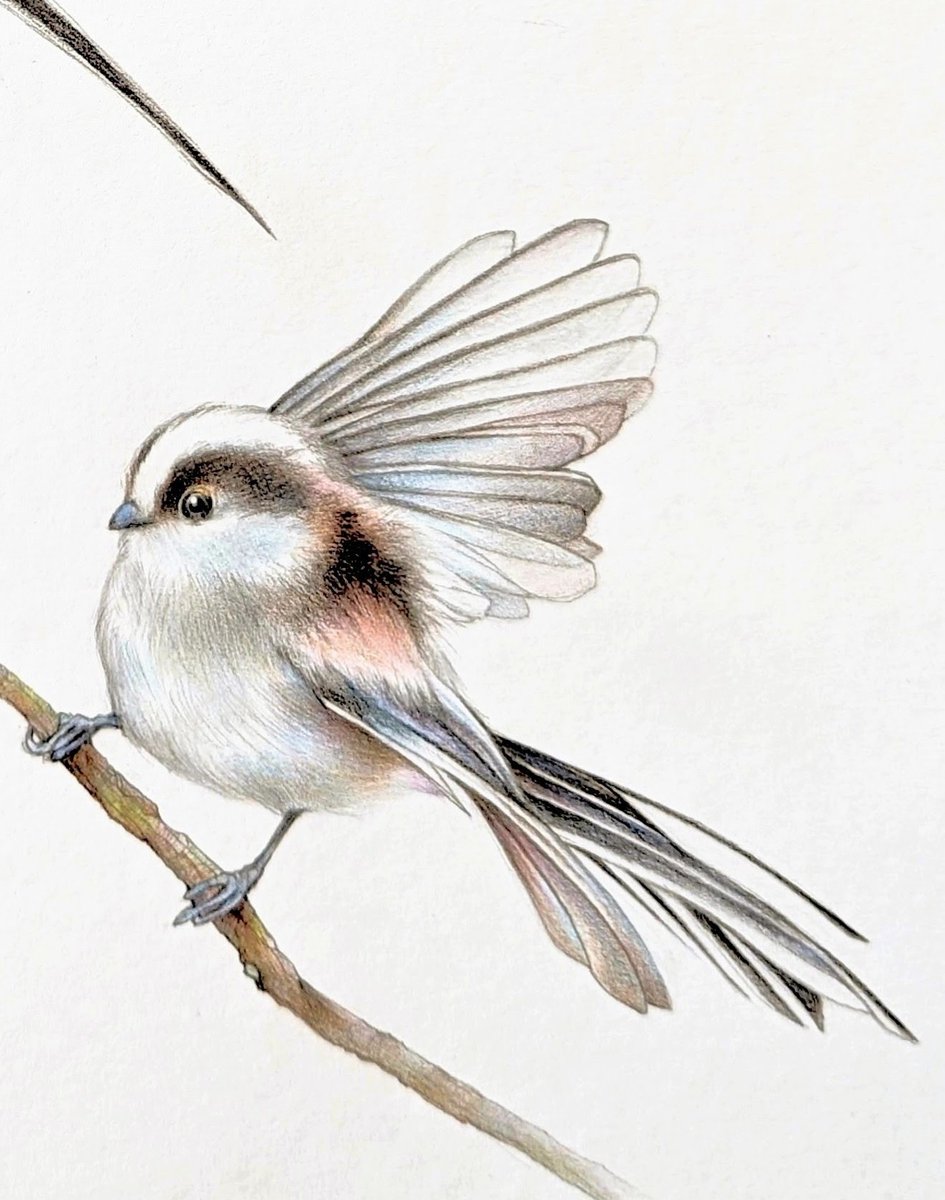 エナガ花鳥絵 おはようございます。 可愛い小鳥シリーズ🩷 柄長(エナガ) 鳴き交わし