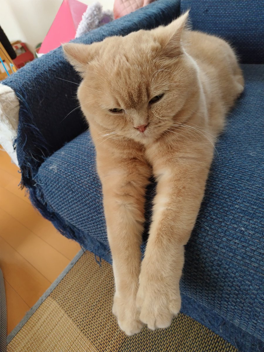 がんばって腕長アピール🐾✨