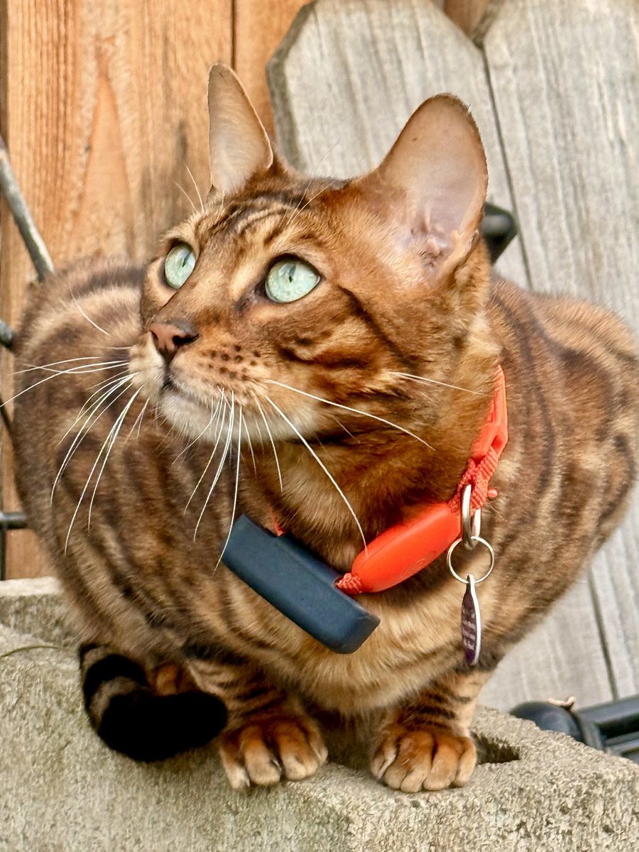 dahliadivinepdx's tweet photo. The only known feline able to slay its prey with piercing gaze alone. #BengalLove #SuperModelCat https://t.co/4jlCUq4dVX