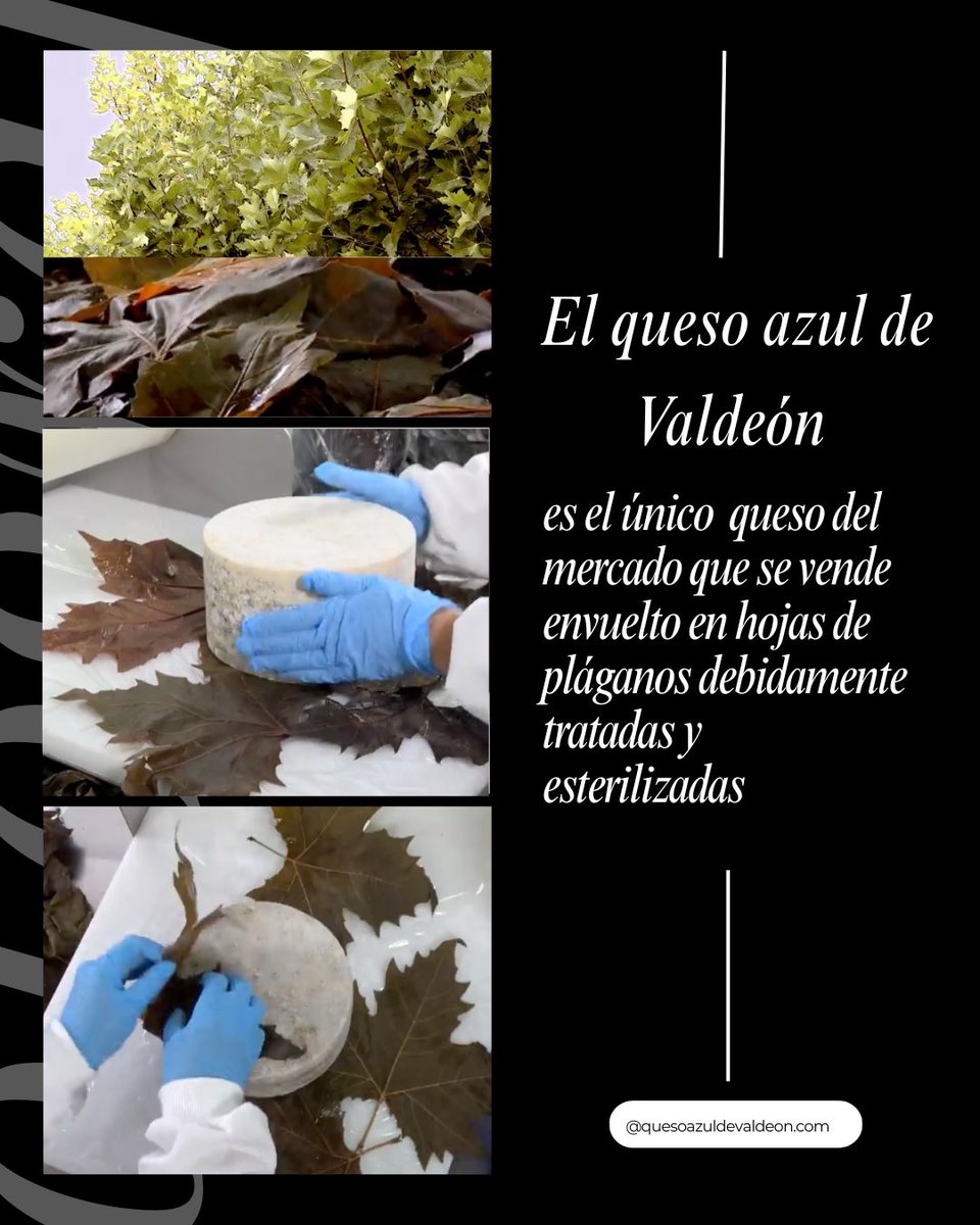 🍃 El Queso Azul de Valdeón es el ÚNICO del mercado envuelto en #hojas de #plágano naturales, tratadas y esterilizadas 🧀
Una tradición única que garantiza autenticidad y máxima calidad desde los Picos de Europa.
Cuando lo ves, reconoces la diferencia.
#QuesoValdeón