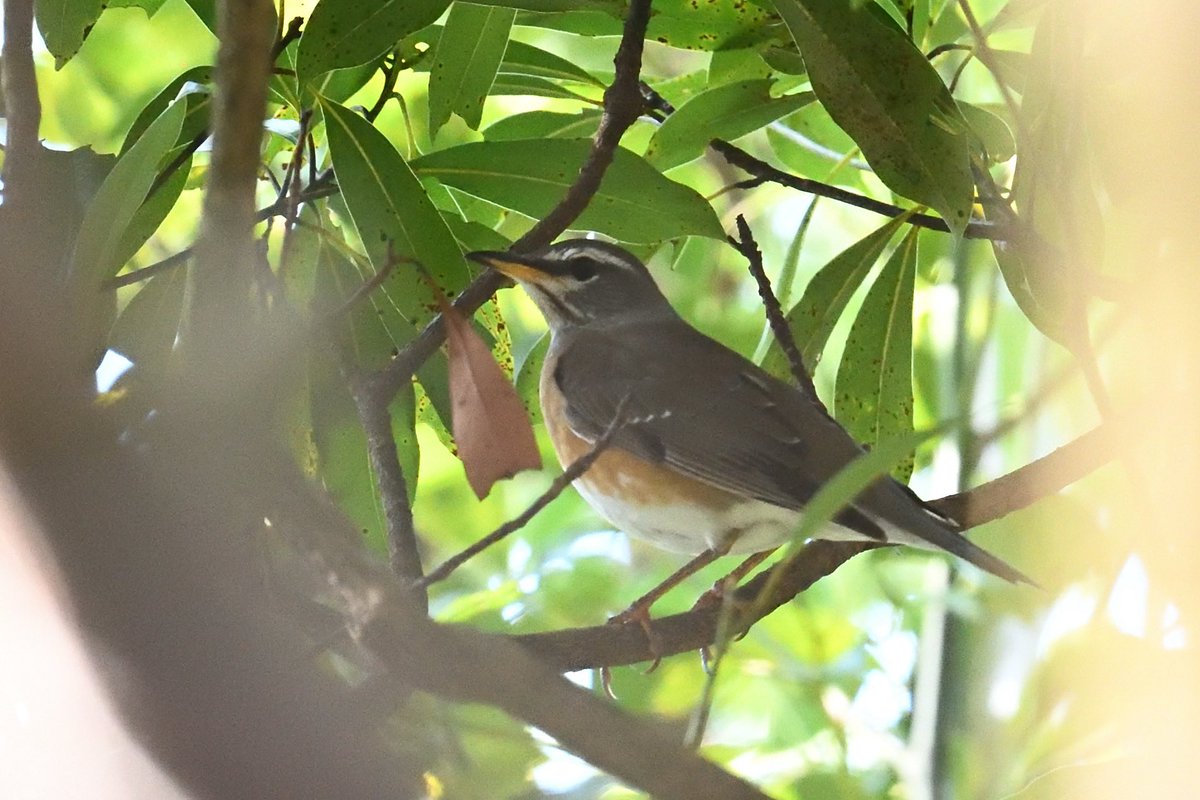 joytori (@joytori2) / Posts / X