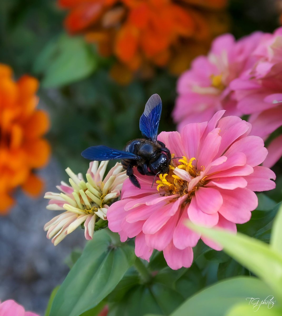 In this photo the insect is the carpenter bee (Xylocopa violacea) my favorite bee that forages on a Zinnia. 
Photo taken in the department of the territory of Belfort(90)Andelnans, France 2025 📸
