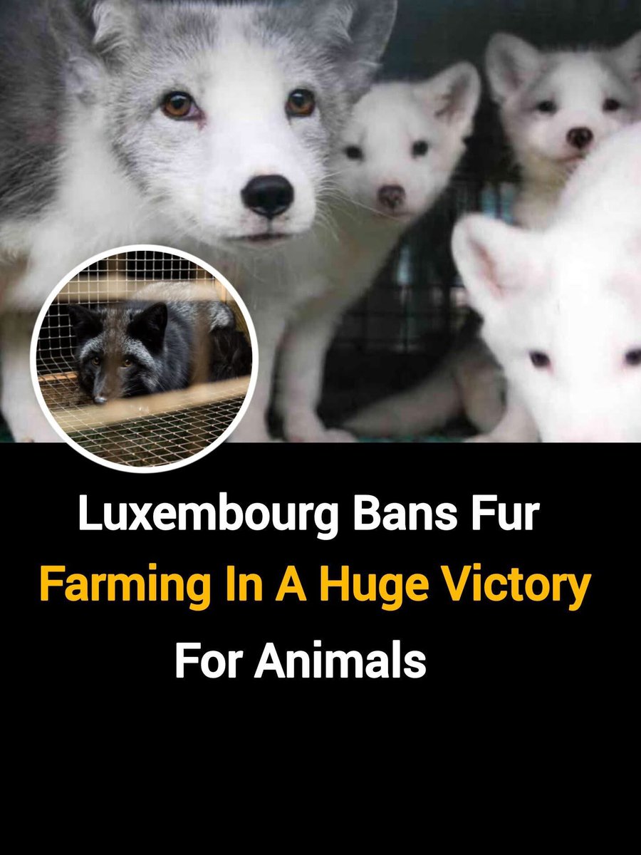 No animal should suffer for fashion, and Luxembourg just took a huge step to make sure of that.

Luxembourg has officially passed a ban on fur farming, ending the breeding of mink and chinchillas for their fur. For years, these animals lived in tiny wire cages with no space, no